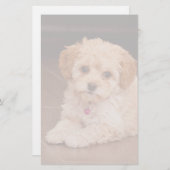 Maltesische Pudelmischung des Babys oder maltipoo Briefpapier (Vorne/Hinten)