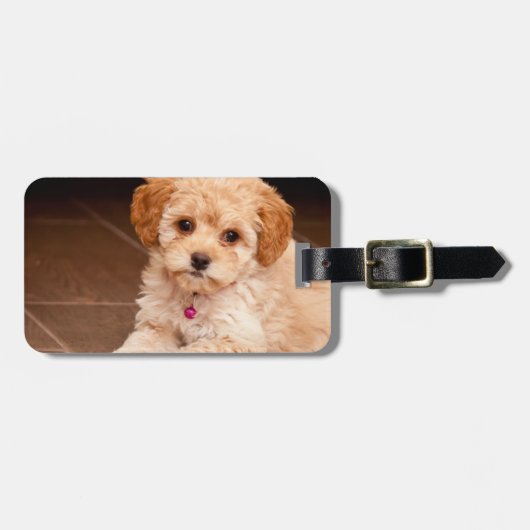 Maltesische Pudelmischung des Babys oder maltipoo Gepäckanhänger (Vorderseite horizontal)