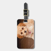 Maltesische Pudelmischung des Babys oder maltipoo Gepäckanhänger (Vorderseite vertikal)