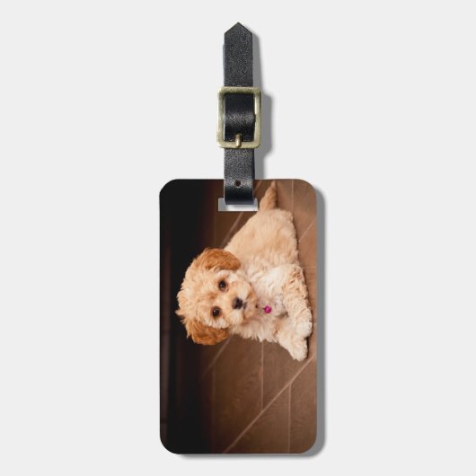 Maltesische Pudelmischung des Babys oder maltipoo Gepäckanhänger (Vorderseite vertikal)