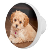 Maltesische Pudelmischung des Babys oder maltipoo Keramikknauf (Rechts)
