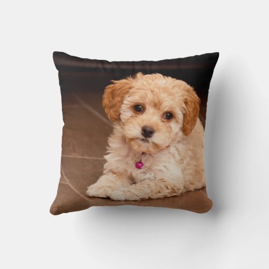 Maltesische Pudelmischung des Babys oder maltipoo Kissen (Rückseite)