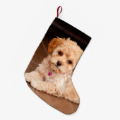 Maltesische Pudelmischung des Babys oder maltipoo Kleiner Weihnachtsstrumpf (Vorderansicht (hängend))
