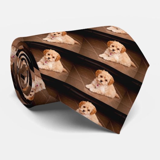 Maltesische Pudelmischung des Babys oder maltipoo Krawatte (Gerollt)