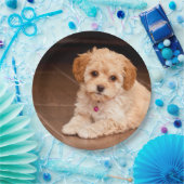 Maltesische Pudelmischung des Babys oder maltipoo Pappteller (Party)