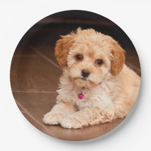 Maltesische Pudelmischung des Babys oder maltipoo Pappteller