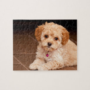 Maltesische Pudelmischung des Babys oder maltipoo Puzzle