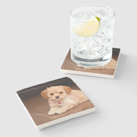 Maltesische Pudelmischung des Babys oder maltipoo Steinuntersetzer (Seitenansicht)