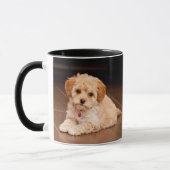 Maltesische Pudelmischung des Babys oder maltipoo Tasse (Links)