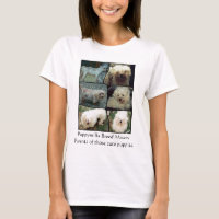 Maltesische puppymill Rettung