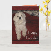 Maltesische "Sie sind noch gerade ein Welpen-" Karte (Gelbe Blume)