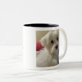 Maltesische Tasse - einfach zu personifizieren! (VorderseiteRechts)