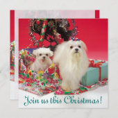 Maltesische Weihnachtseinladungen Einladung (Vorne/Hinten)