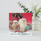 Maltesische Weihnachtseinladungen Einladung (Stehend Vorderseite)