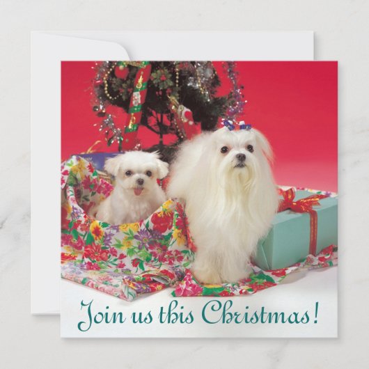 Maltesische Weihnachtseinladungen Einladung (Vorderseite)