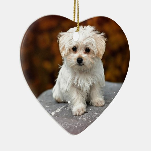 Maltesische Welpe, niedlich und kuschelig Keramik Ornament (Rechts)