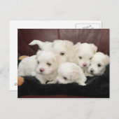 Maltesische Welpen auf Postkarte (Vorne/Hinten)