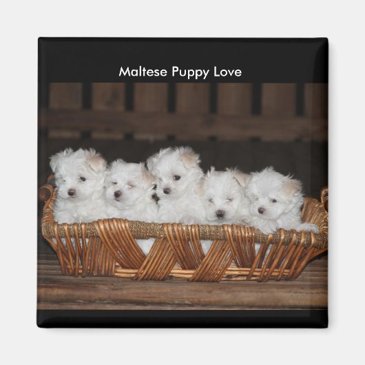 Maltesische Welpen, Basket, "Maltese Puppy Liebe" Magnet (Vorne)