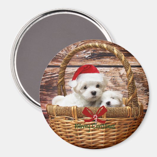 Maltesische Welpen in einem Weihnachtskorb Magnet (Vorderseite/Rückseite)
