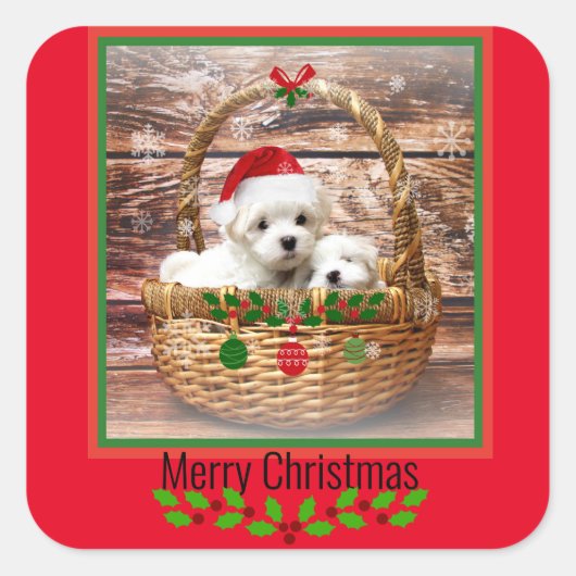 Maltesische Welpen Weihnachtsgestaltung Quadratischer Aufkleber (Vorderseite)