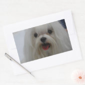 Maltesische Welppy-Stickers Rechteckiger Aufkleber (Umschlag)