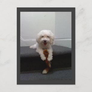 Maltesischer Bichon Hund Postcard Postkarte