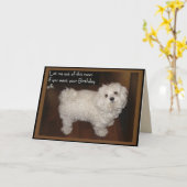 Maltesischer Geburtstags-Spaß Karte (Gelbe Blume)