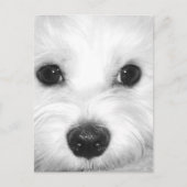 Maltesischer Hund Adorable Eyes und Charming Nase Postkarte (Vorderseite)
