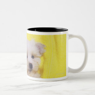Maltesischer Hund; ist eine kleine Zucht des Zweifarbige Tasse