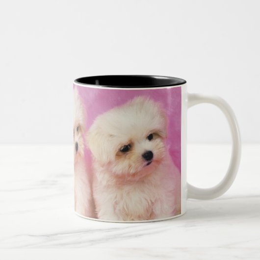 Maltesischer Hund; ist eine kleine Zucht des Zweifarbige Tasse (Rechts)