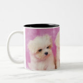 Maltesischer Hund; ist eine kleine Zucht des Zweifarbige Tasse (Links)