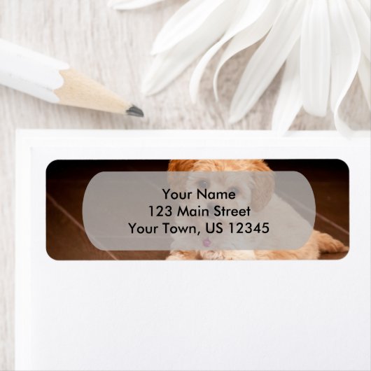 Maltesischer Pudding oder maltipotischer Welpenhun (Insitu)