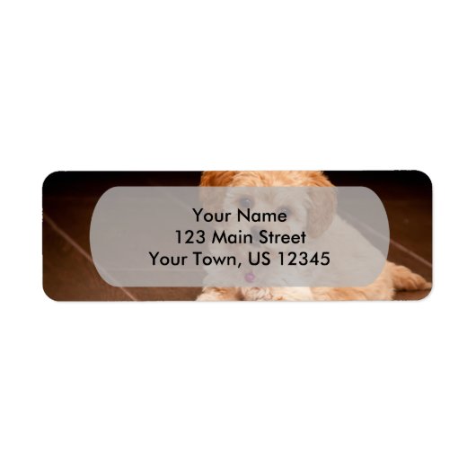 Maltesischer Pudding oder maltipotischer Welpenhun (Vorne)