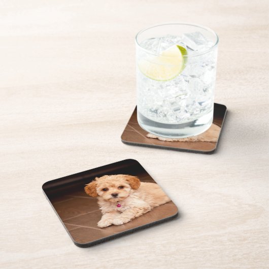Maltesischer Pudding oder maltipotischer Welpenhun Getränkeuntersetzer (Rechte Seite)