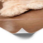 Maltesischer Pudding oder maltipotischer Welpenhun Poster (Ecke)