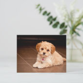 Maltesischer Pudding oder maltipotischer Welpenhun Postkarte (Stehend Vorderseite)