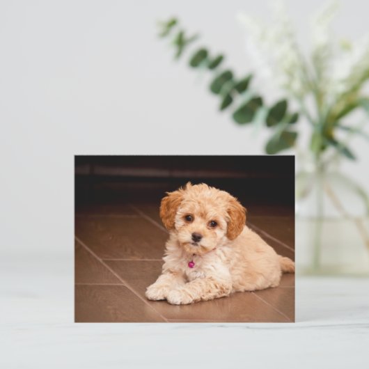 Maltesischer Pudding oder maltipotischer Welpenhun Postkarte (Stehend Vorderseite)
