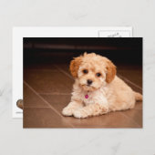 Maltesischer Pudding oder maltipotischer Welpenhun Postkarte (Vorne/Hinten)