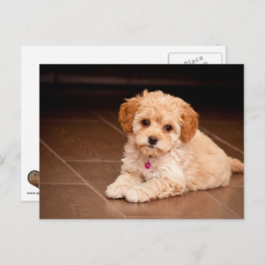 Maltesischer Pudding oder maltipotischer Welpenhun Postkarte (Vorne/Hinten)