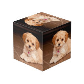 Maltesischer Pudding oder maltipotischer Welpenhun Würfel (Rückseite Schrägansicht)