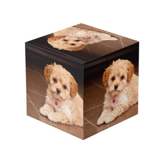 Maltesischer Pudding oder maltipotischer Welpenhun Würfel (Rückseite Schrägansicht)