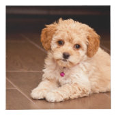 Maltesischer Pudding oder maltipotischer Welpenhun Würfel (Vorderseite)