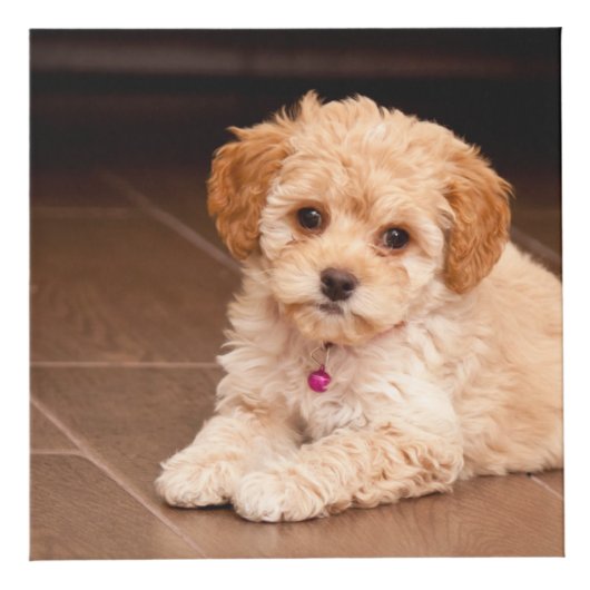 Maltesischer Pudding oder maltipotischer Welpenhun Würfel (Vorderseite)