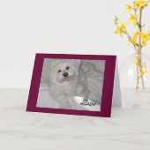 Maltesischer Spaß Blank Birthday Card Karte (Gelbe Blume)