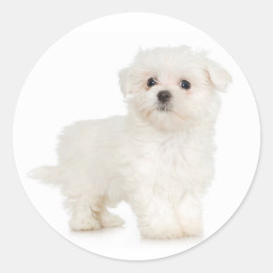 Maltesischer Sticker