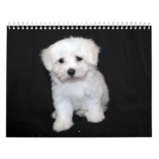Maltesischer u. Maltipoo Welpen-Kalender Kalender (Titelbild)