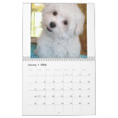 Maltesischer u. Maltipoo Welpen-Kalender Kalender (Jan 2026)