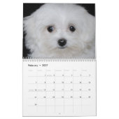 Maltesischer u. Maltipoo Welpen-Kalender Kalender (Feb 2027)