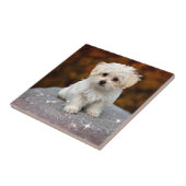 Maltesischer Welpe...anmutig Fliese (Seite)