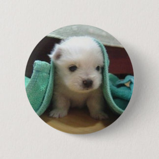 maltesischer Welpe Button